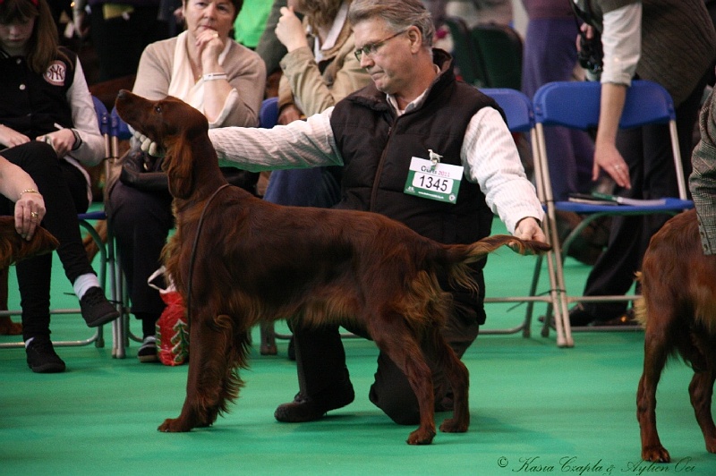 Crufts2011 122.jpg